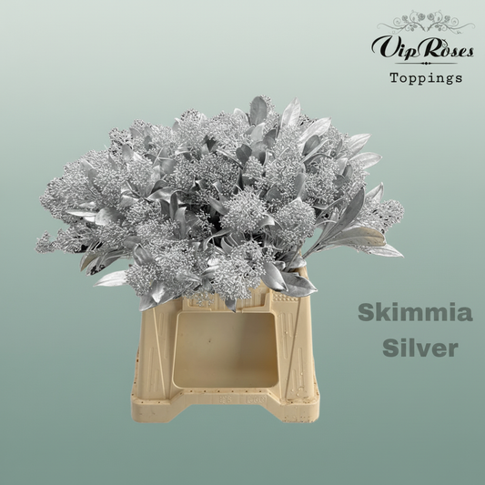 Skimmia Dyed Silver