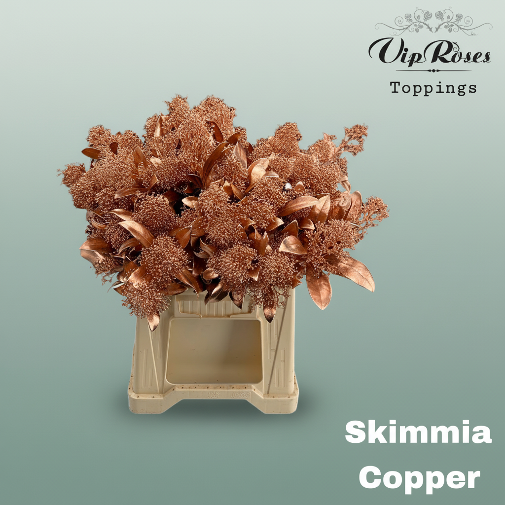 Skimmia Dyed Copper