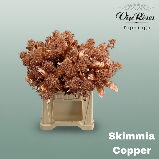 Skimmia Dyed Copper