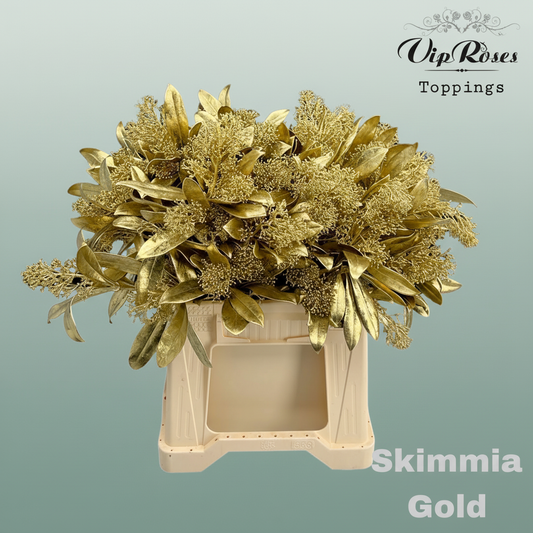 Skimmia Dyed Gold