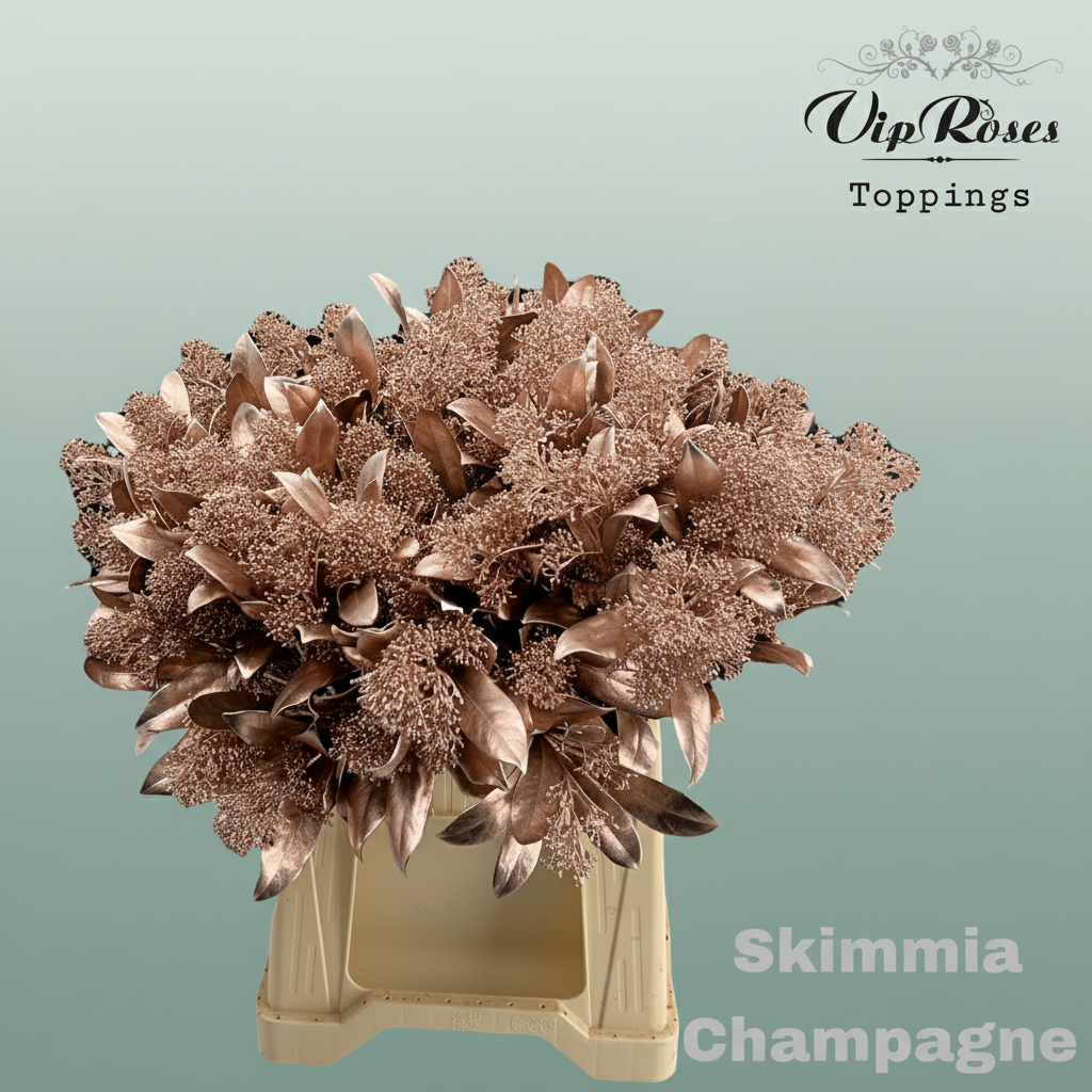 Dyed Champagne Skimmia