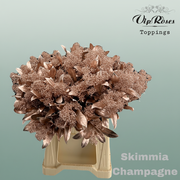 Dyed Champagne Skimmia