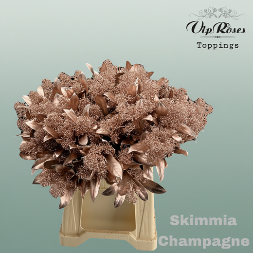 Dyed Champagne Skimmia