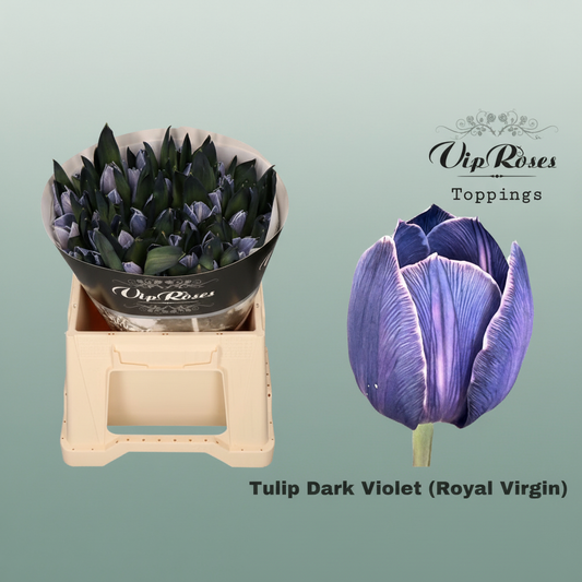 Tulip Dyed Dark Violet