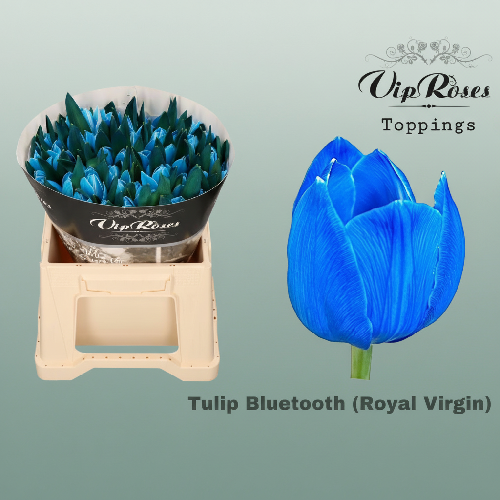 Dyed Tulip - Tulipa - Bluetooth