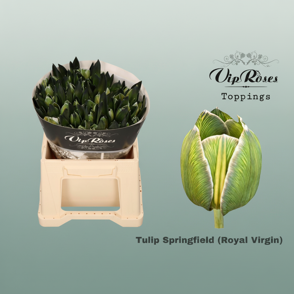 Tulip Springfield Tulip Dyed Springfield – All Occasions Wholesale