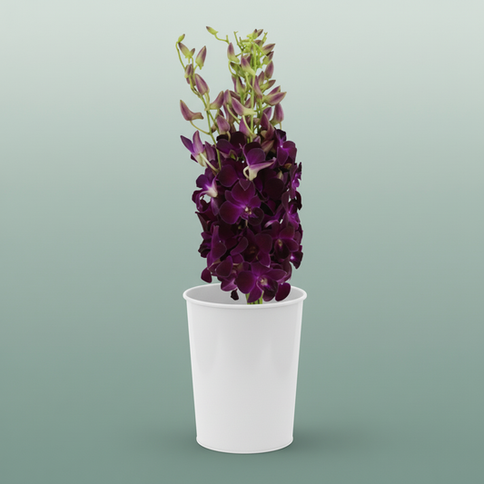 Orchid Dendro Red Bule