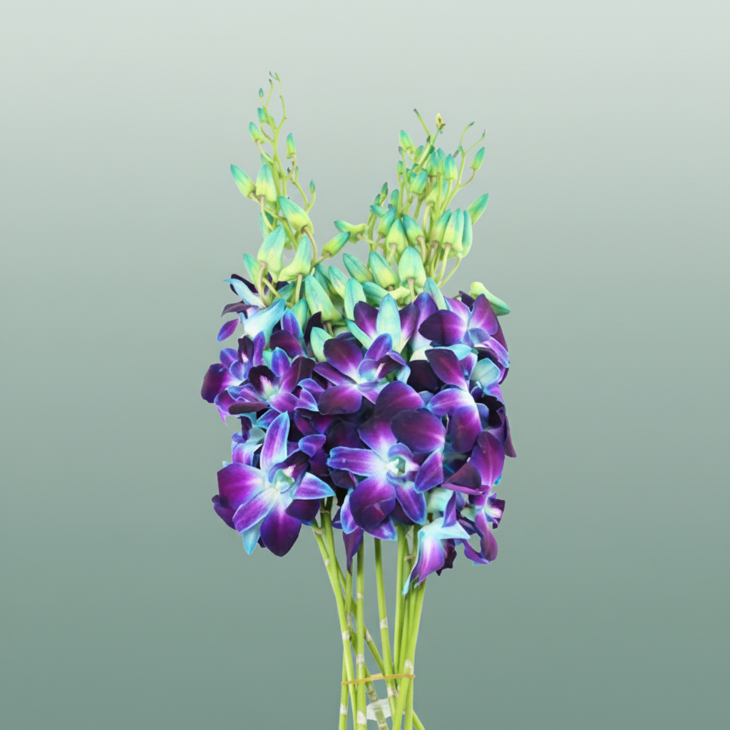 Orchid Dendro Gal Blue Paint