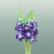 Blue Dendrobium Orchid – 50cm Stems