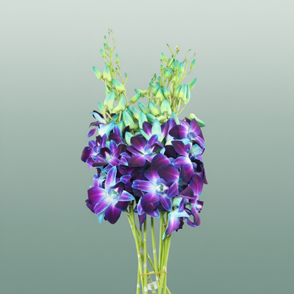 Blue Dendrobium Orchid – 50cm Stems