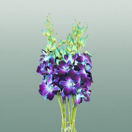 Orchid Dendro Gal Blue Paint