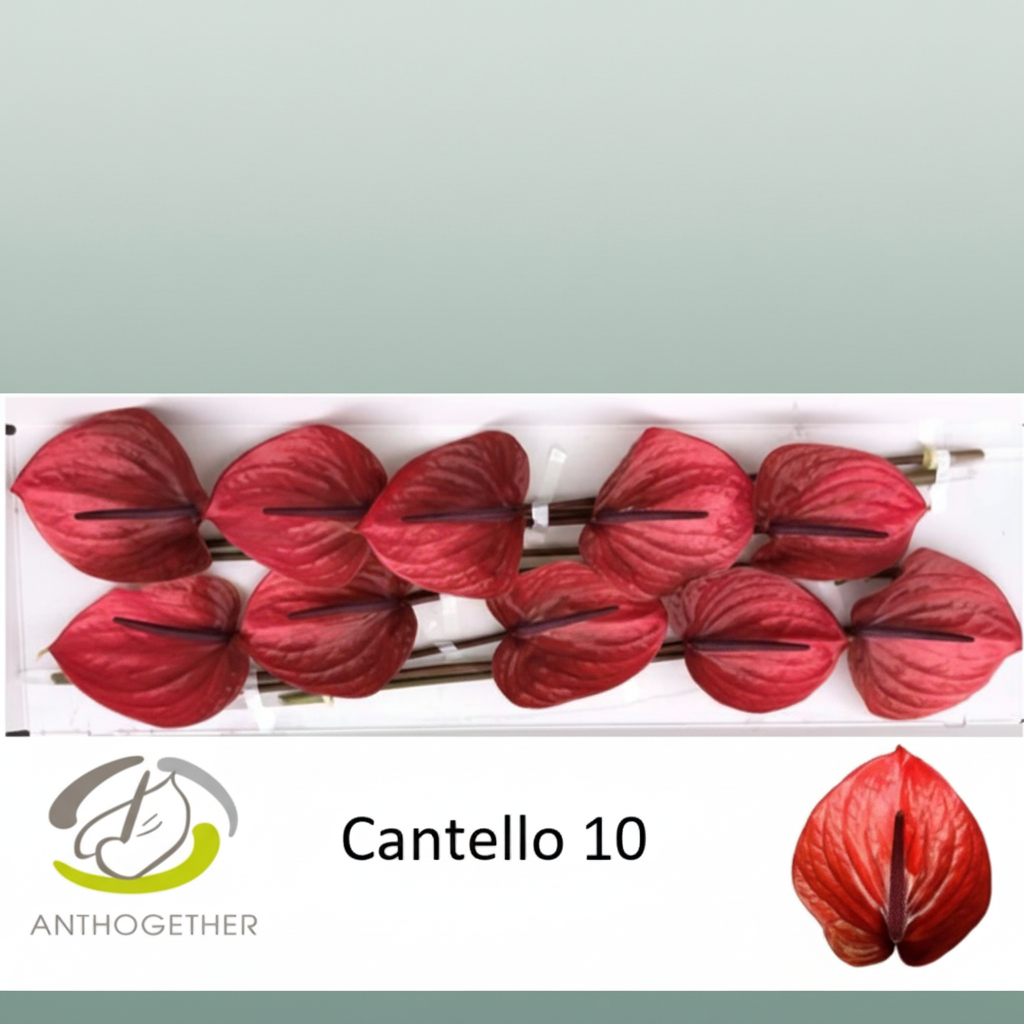 Anthurium Cantello