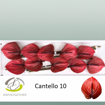 Anthurium Cantello