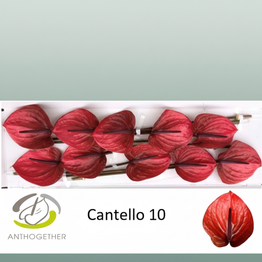 Anthurium Cantello