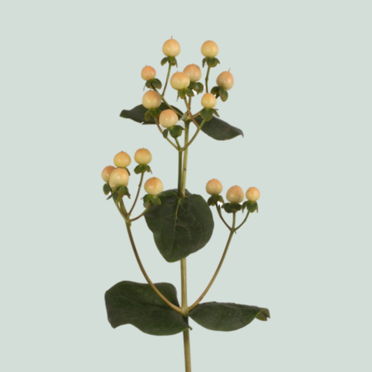 Hypericum Coco Gelato (10 Stems)