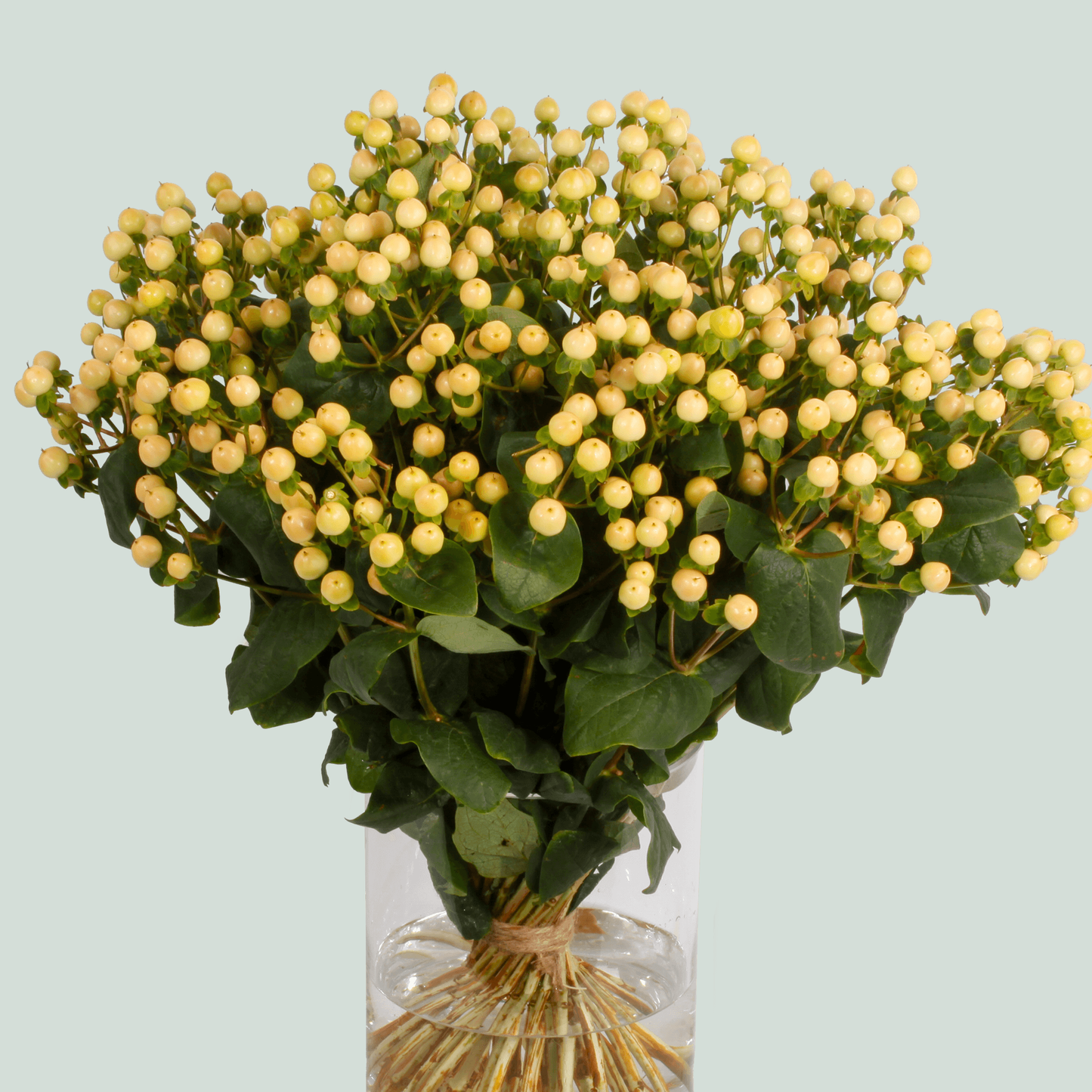 Hypericum Coco Gelato (10 Stems)