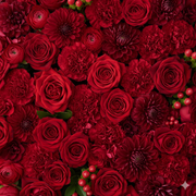 Wholesalers Choice Red