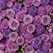 Wholesalers Choice Lilac/Purple