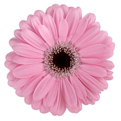 Gerbera Large Alison (15 Stems)