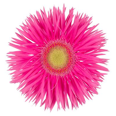 Gerbera Large Annet (15 Stems)