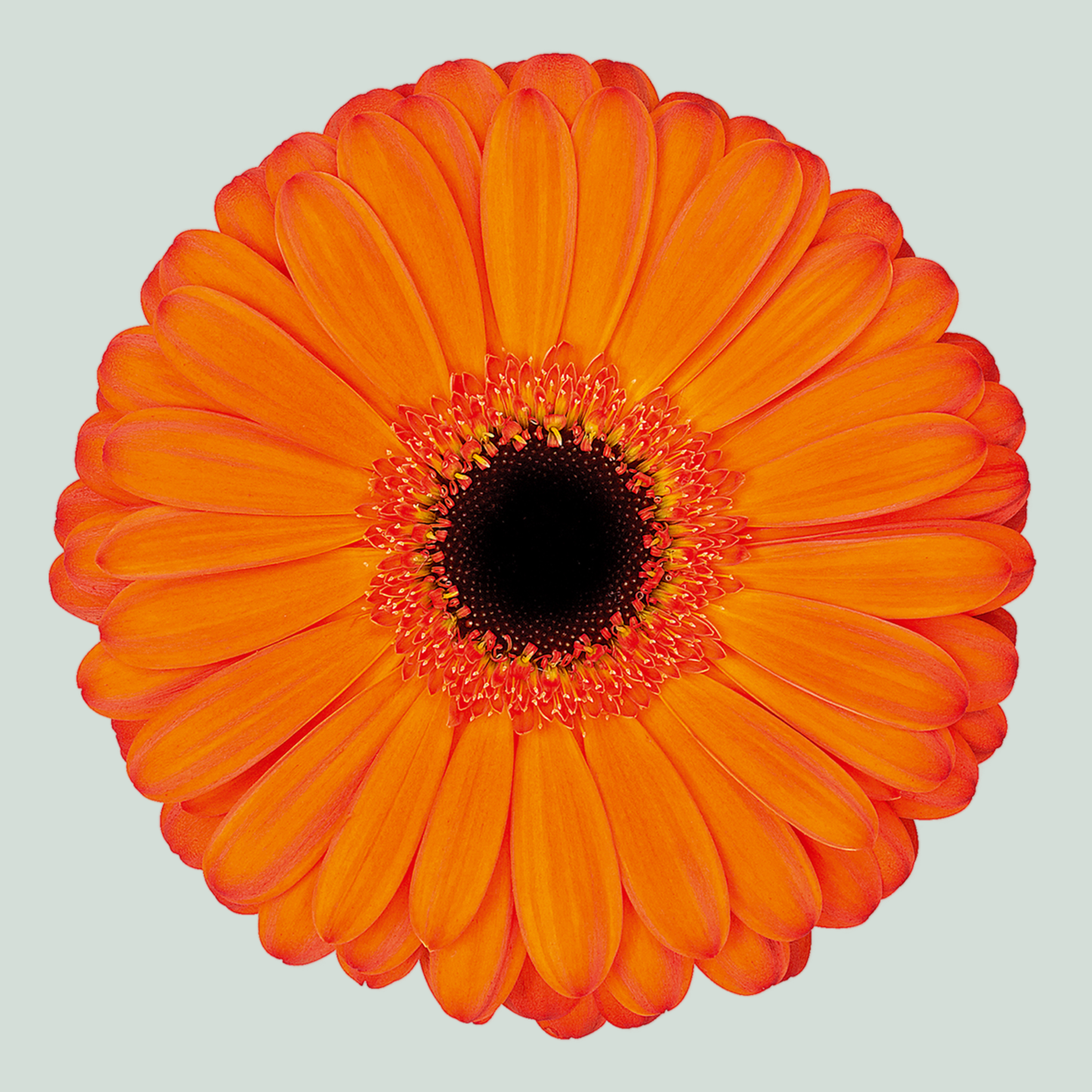 Gerbera Large Applause (15 Stems)