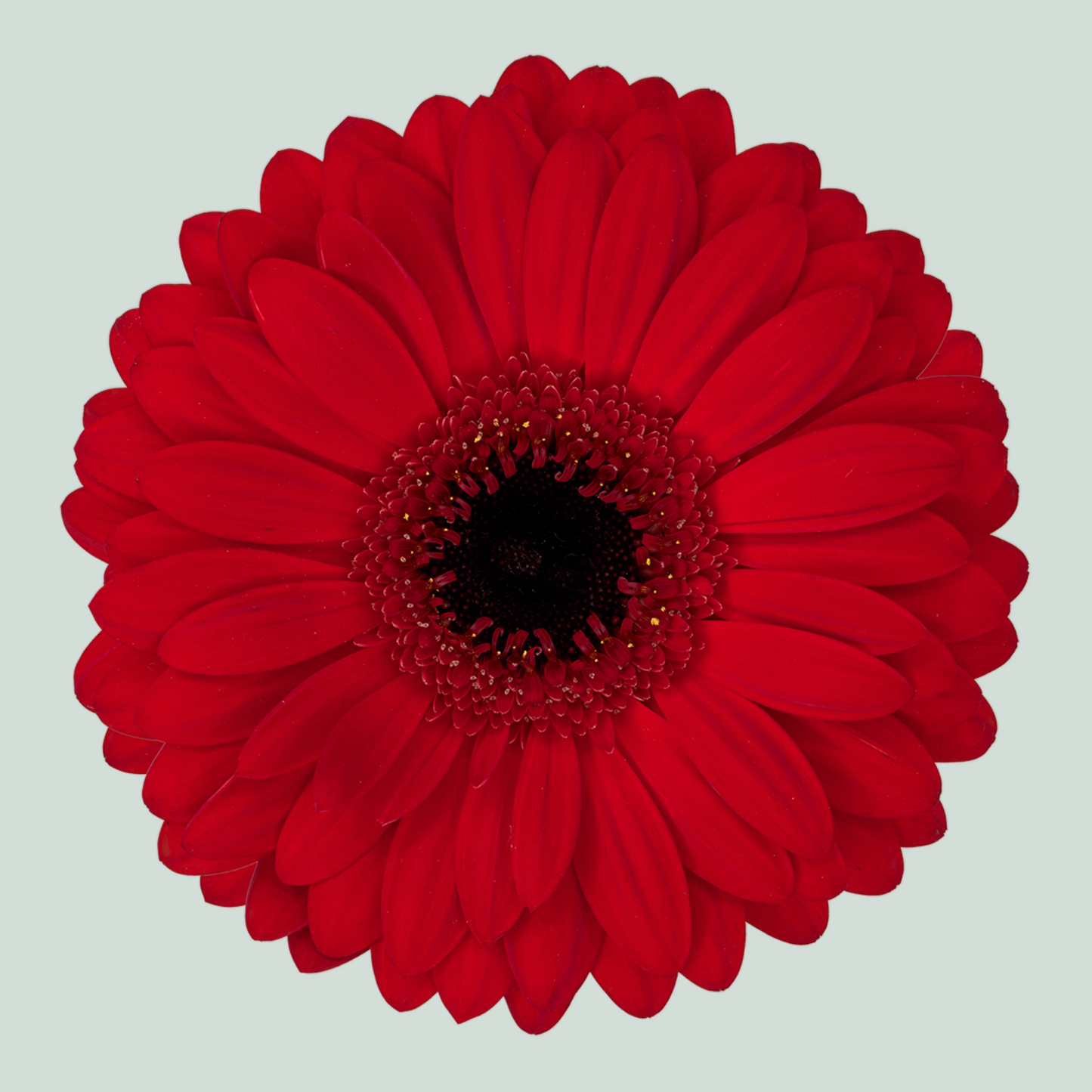 Gerbera Large Beauty (15 Stems)