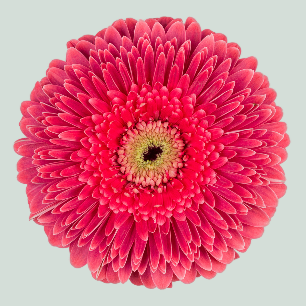 Gerbera Big Sija (15 Stems)