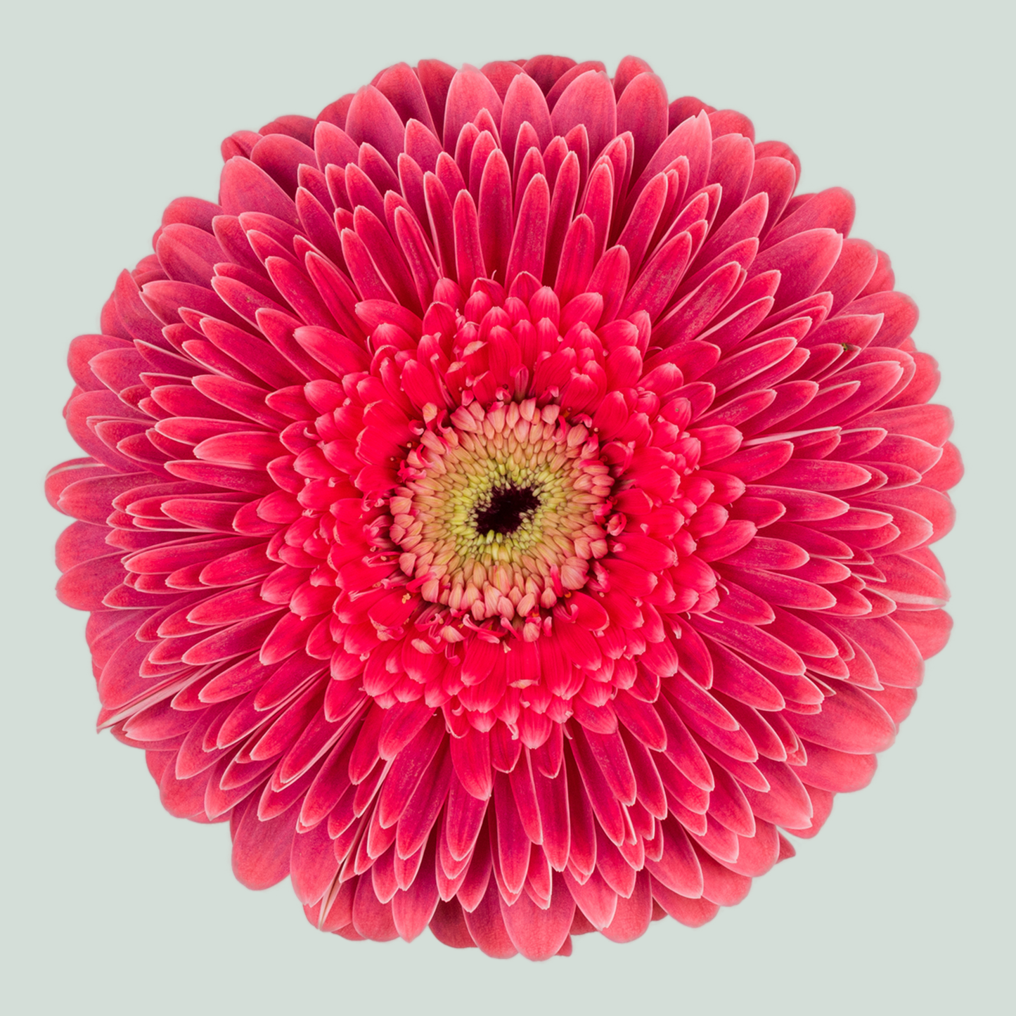 Gerbera Large Big Sija (15 Stems)