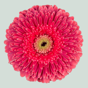 Gerbera Big Sija (15 Stems)