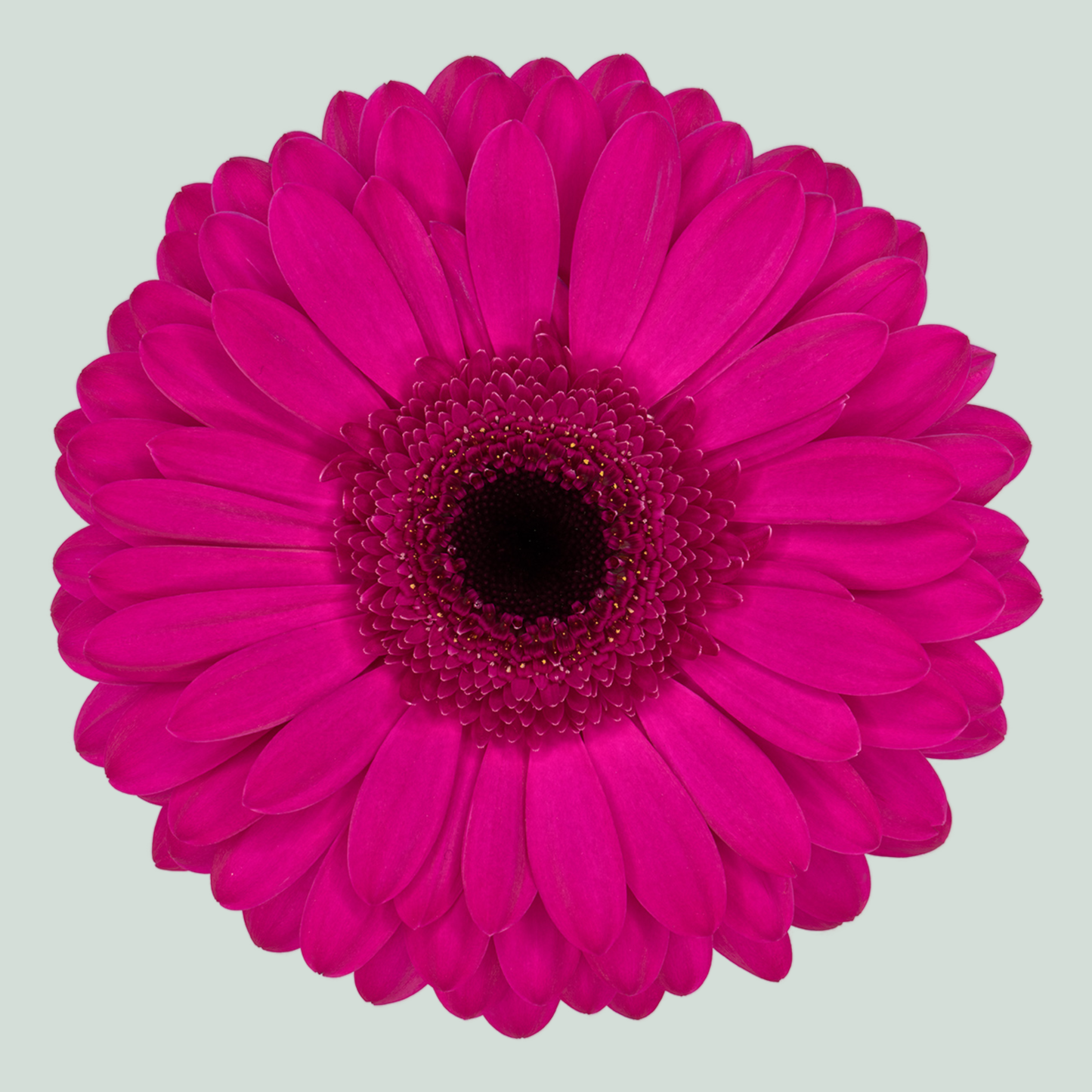 Gerbera Large Bon Dia (15 Stems)