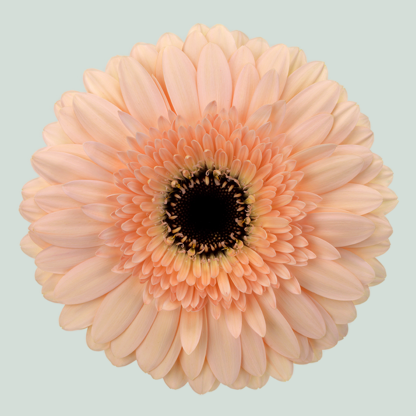 Gerbera Large Cafe Del Mar (15 Stems)