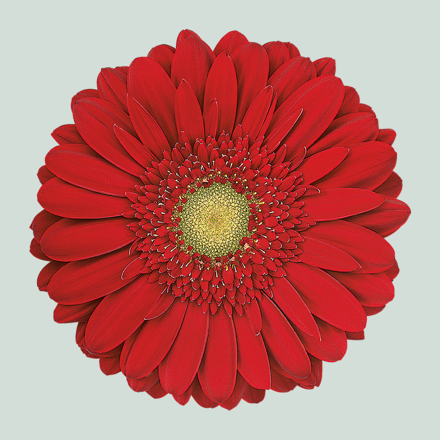 Gerbera Large Carambole (15 Stems)