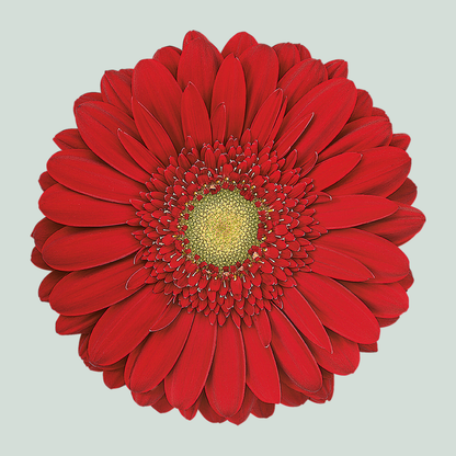 Gerbera Carambole (15 Stems)