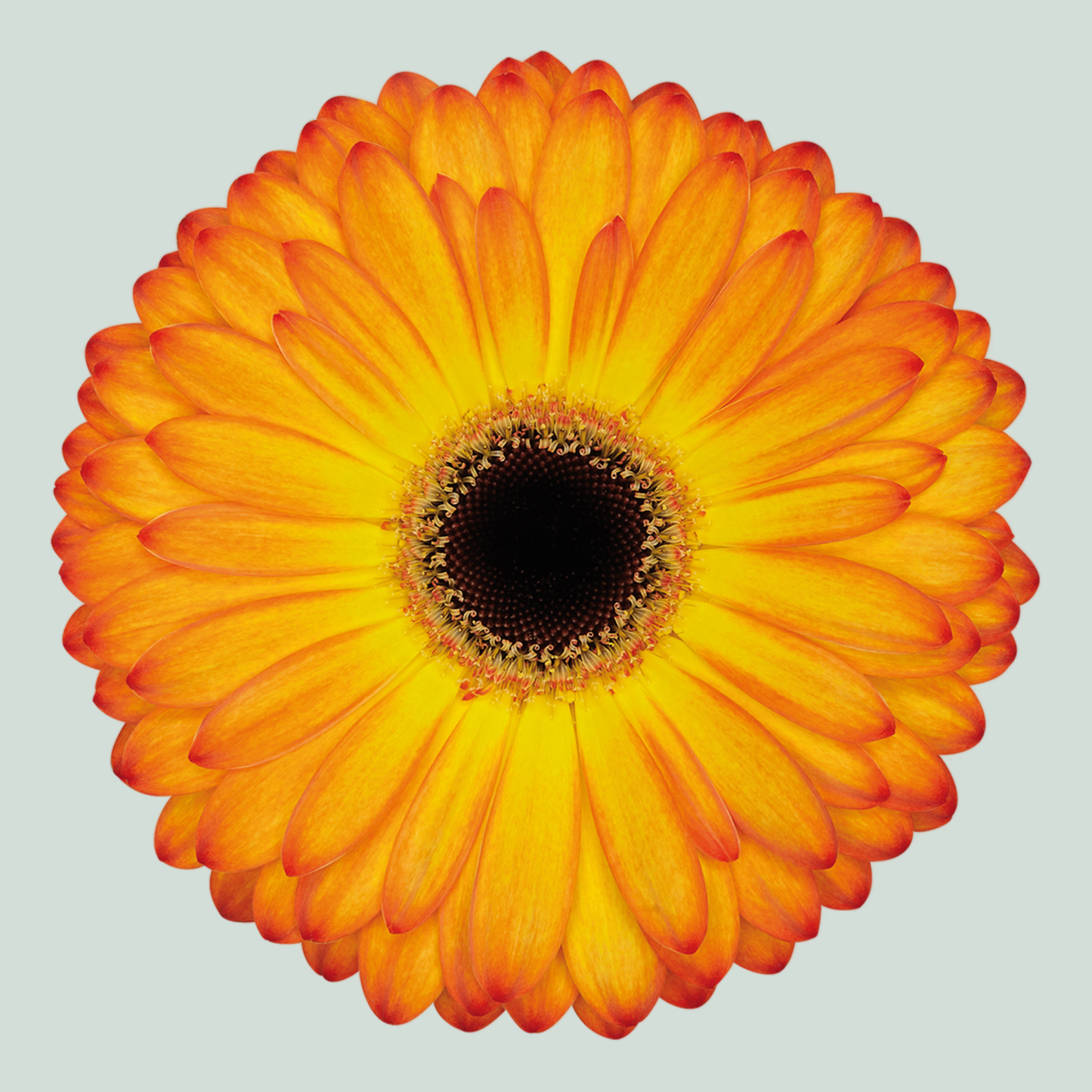 Gerbera Large Catwalk (15 Stems)