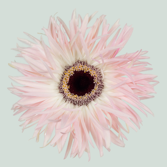 Gerbera Large Cupido (15 Stems)