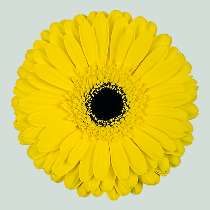 Gerbera Don Leo (15 Stems)