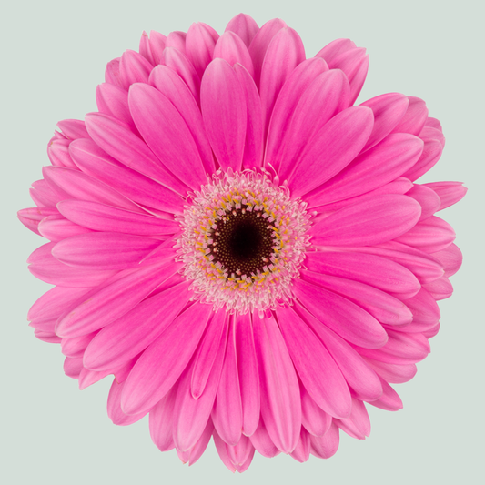 Gerbera Large Dreamer (15 Stems)