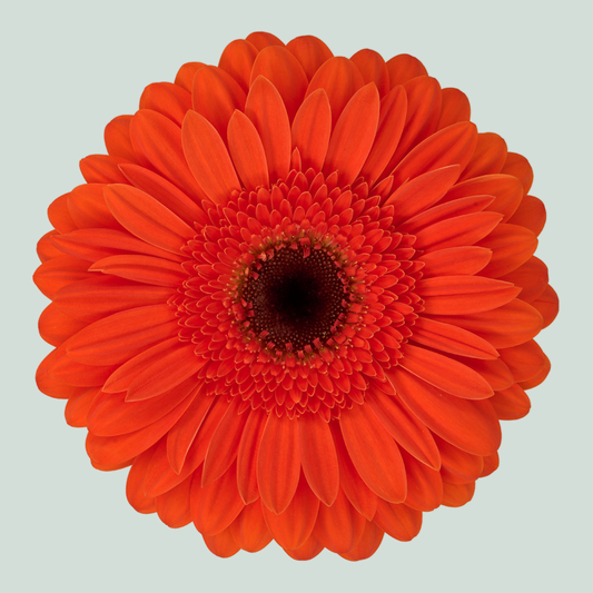 Gerbera Large Durango (15 Stems)