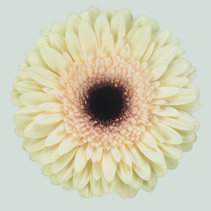 Gerbera Eclair (15 Stems)