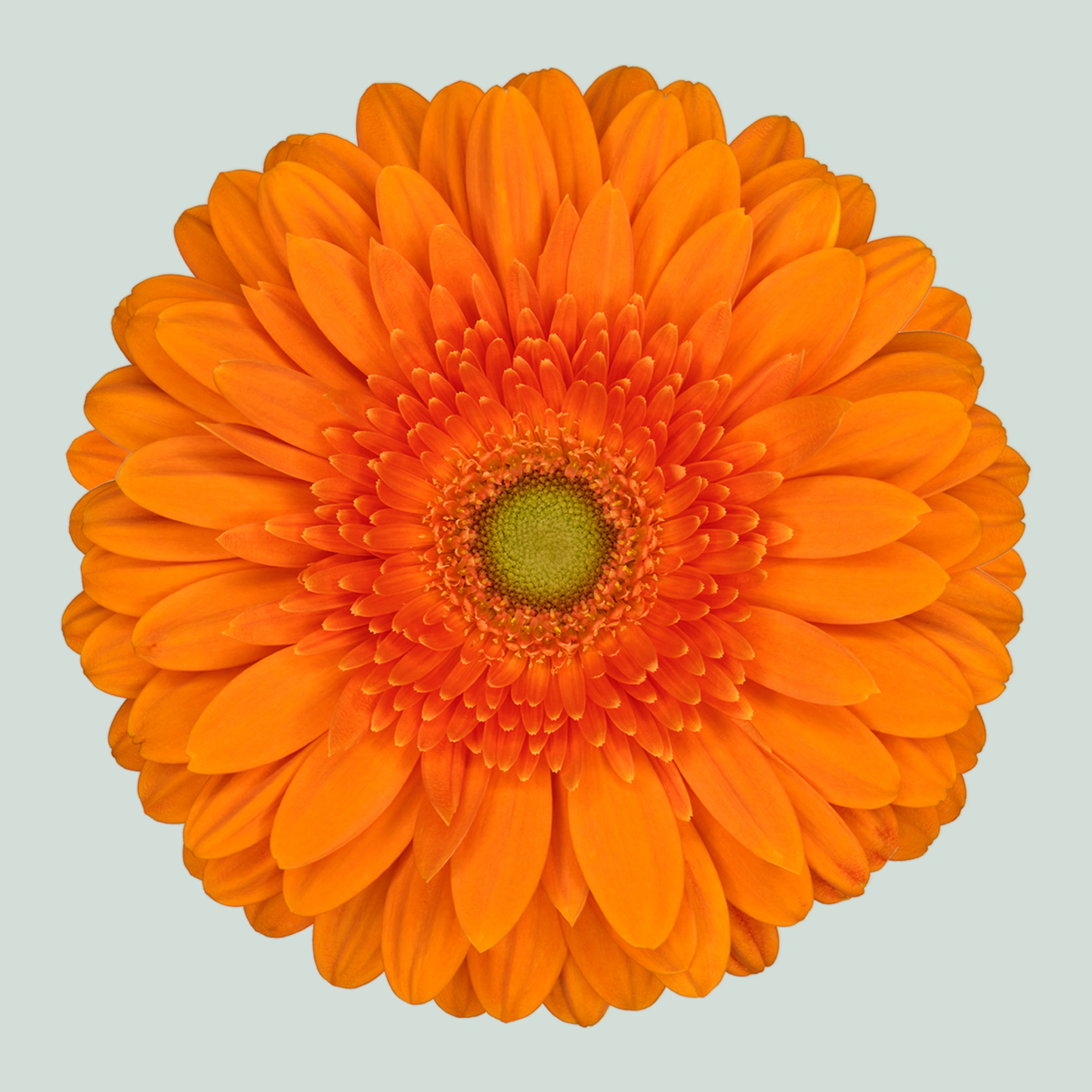 Gerbera Large Eureka (15 Stems)