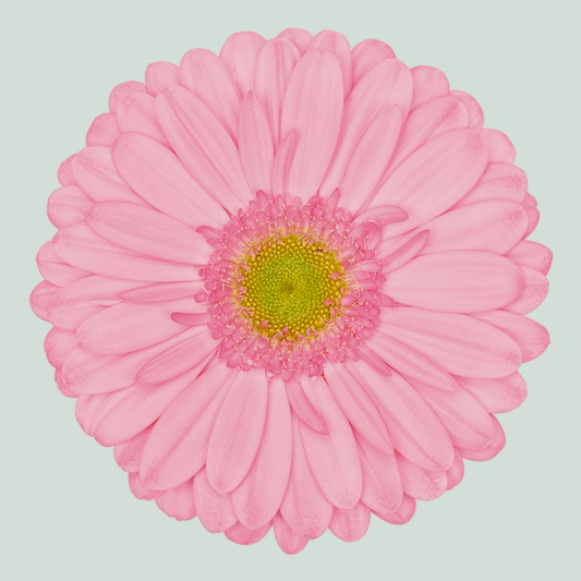 Gerbera Evi (15 Stems)