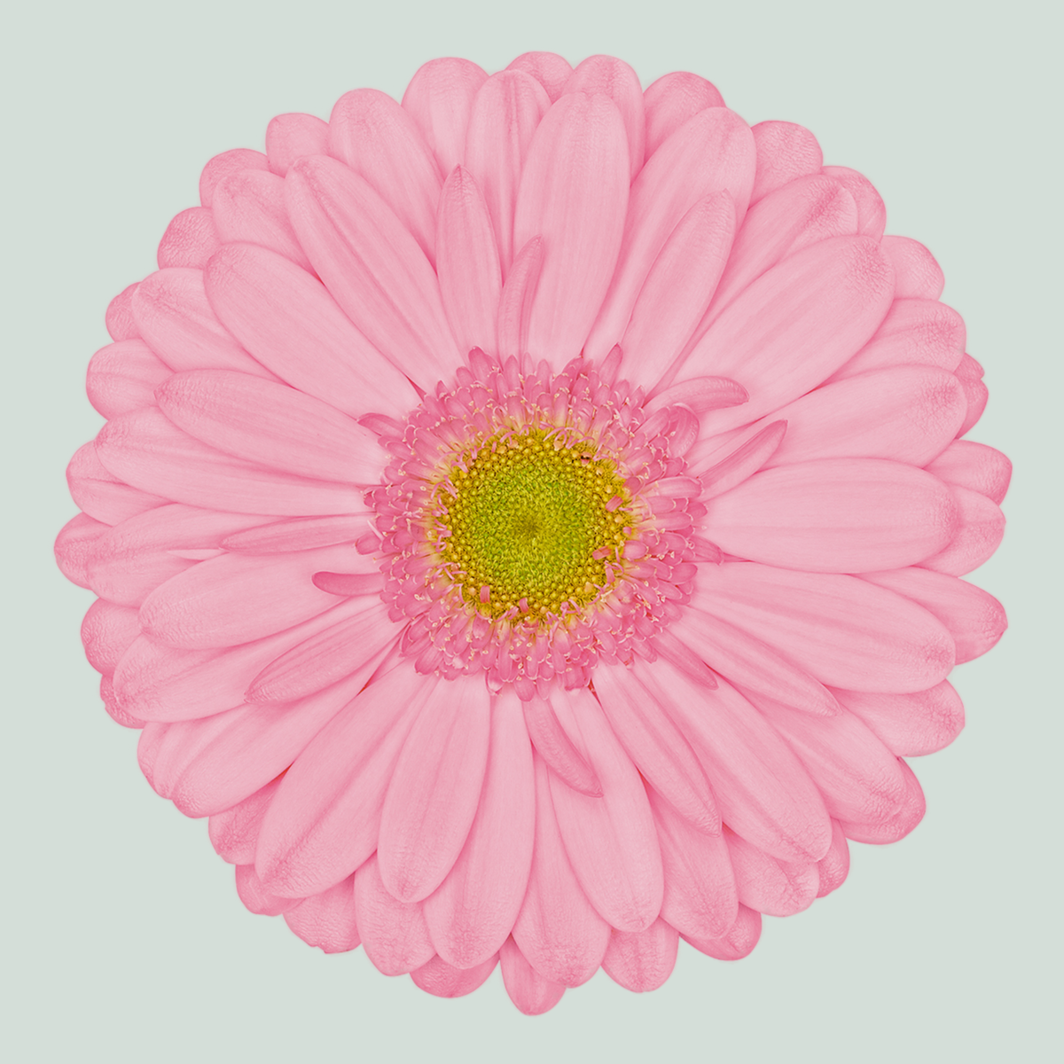 Gerbera Evi (15 Stems)