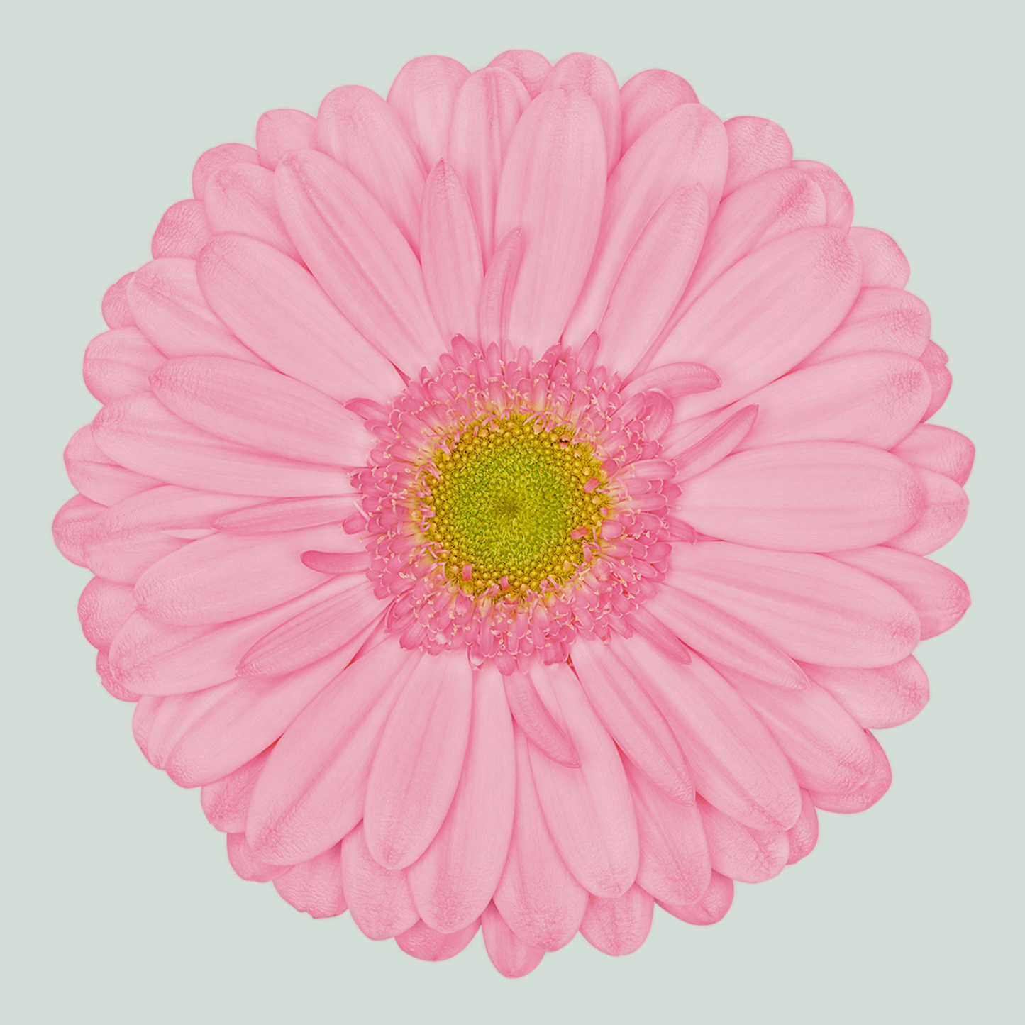 Gerbera Large Evi (15 Stems)