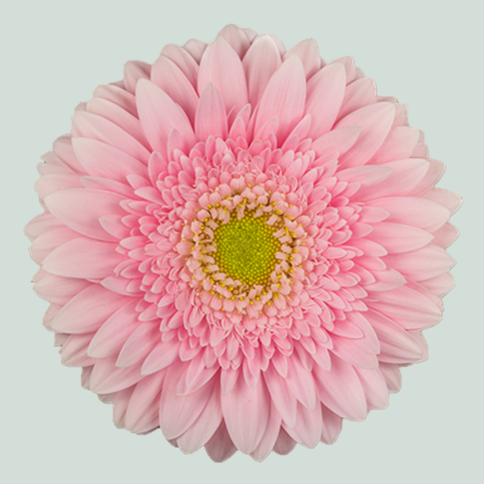 Gerbera Fem (15 Stems)