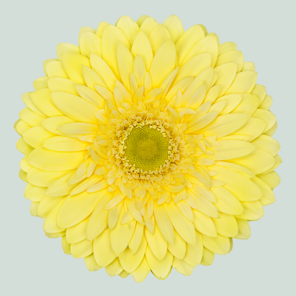 Gerbera Full Moon (15 Stems)