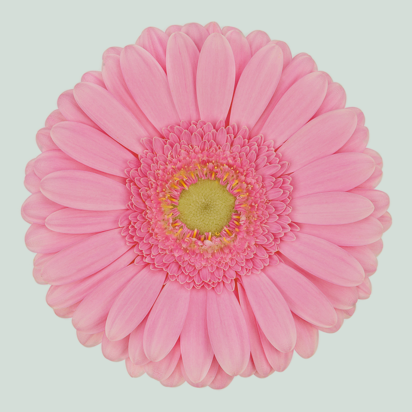 Gerbera Large Glossy (15 Stems)