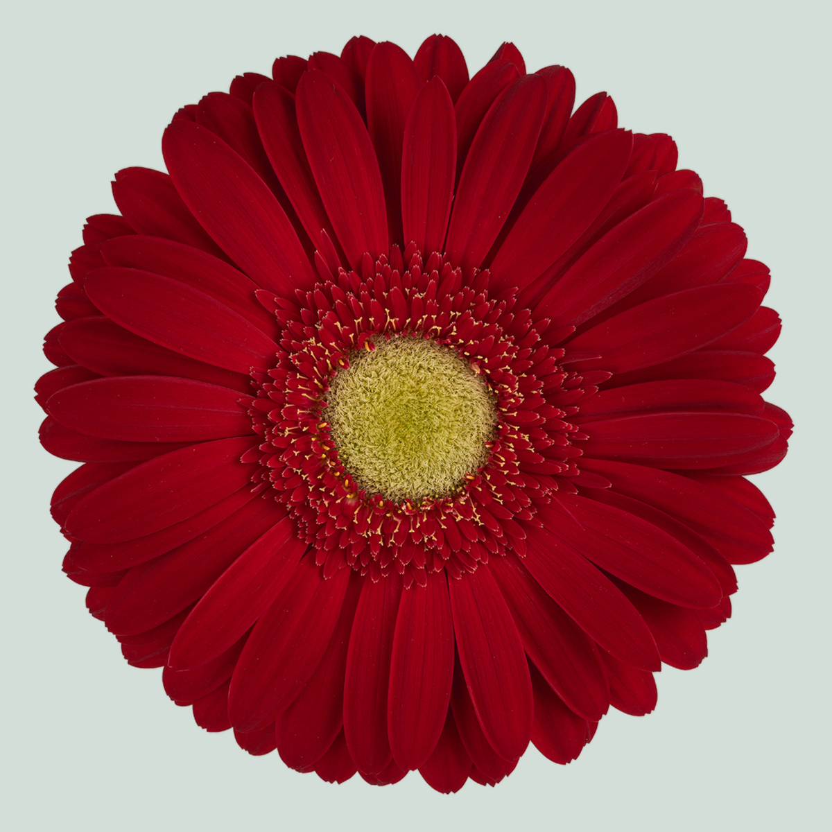 Gerbera Irene (15 Stems)