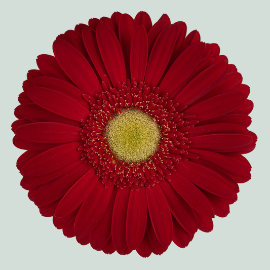 Gerbera Large Irene (15 Stems)