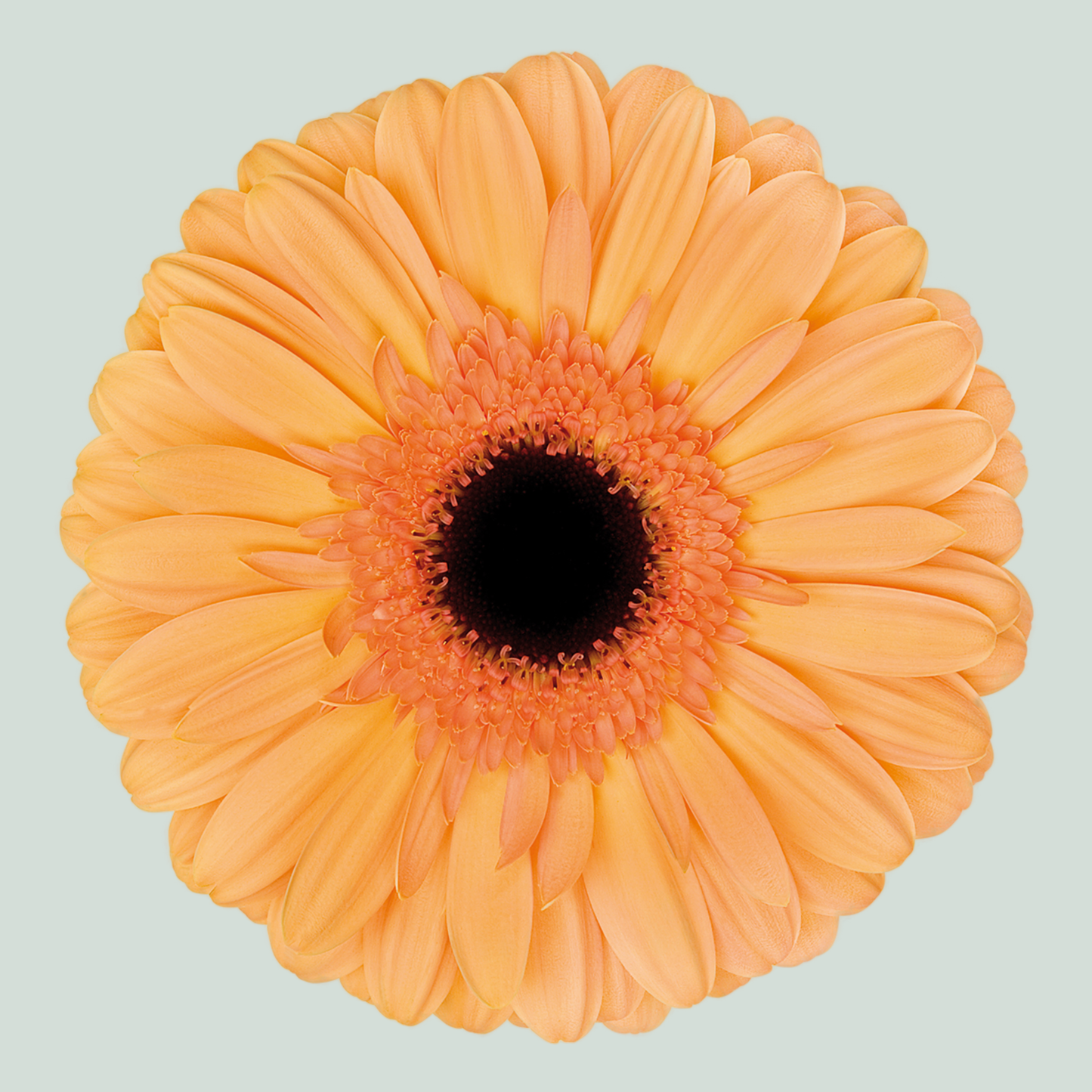 Gerbera Large Jetset (15 Stems)