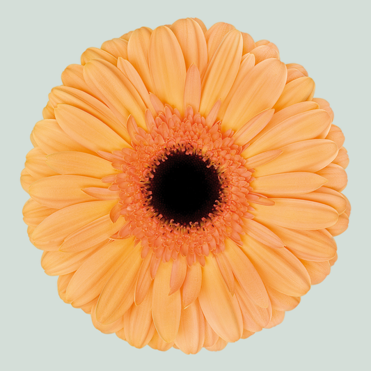 Gerbera Large Jetset (15 Stems)